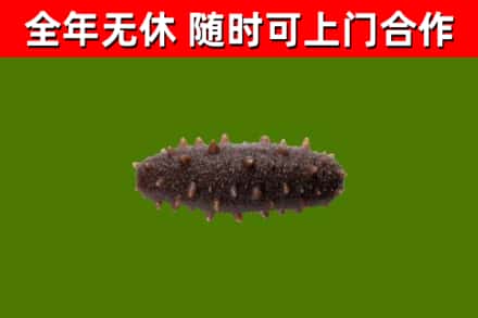 海西回收海参干